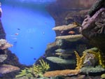 Barcelona - podmořské akvarium